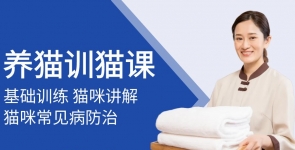 养猫训猫课